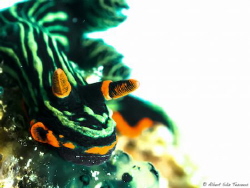 Nembrotha cristata with overexposure thecnic by Albert Sáiz Tezanos 